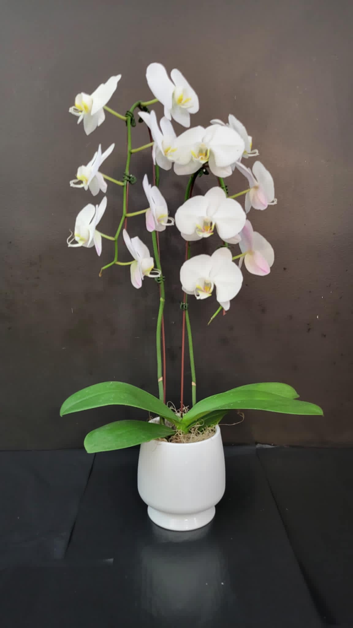 Phalaenopsis Orchid – Flowers By Marvin, Picton ON