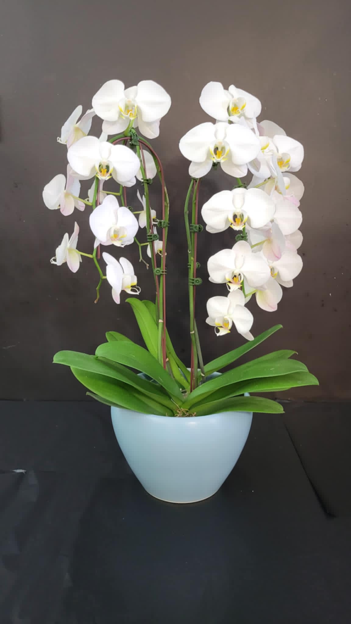 Phalaenopsis Orchid – Flowers By Marvin, Picton ON