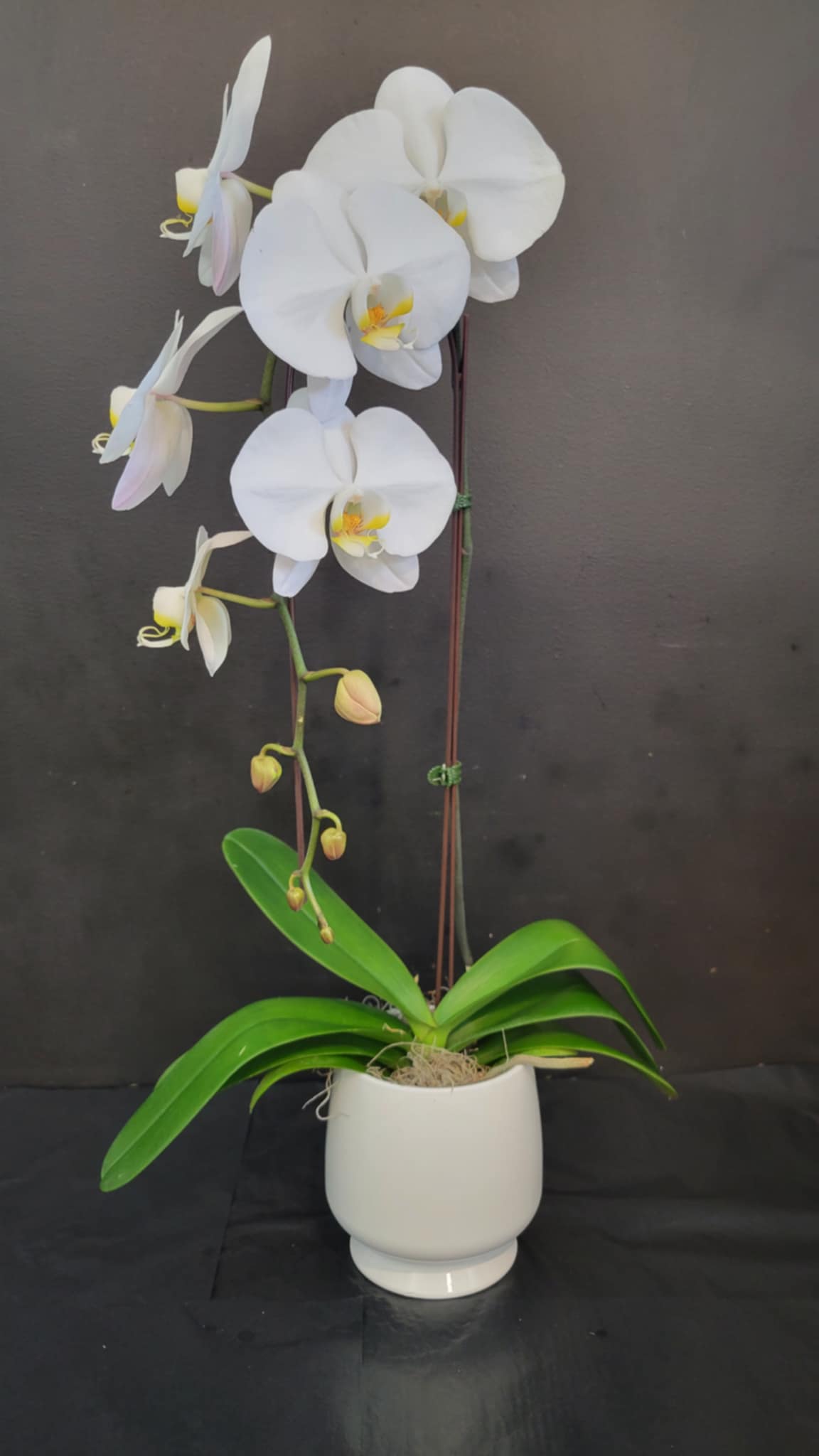 Phalaenopsis Orchid – Flowers By Marvin, Picton ON