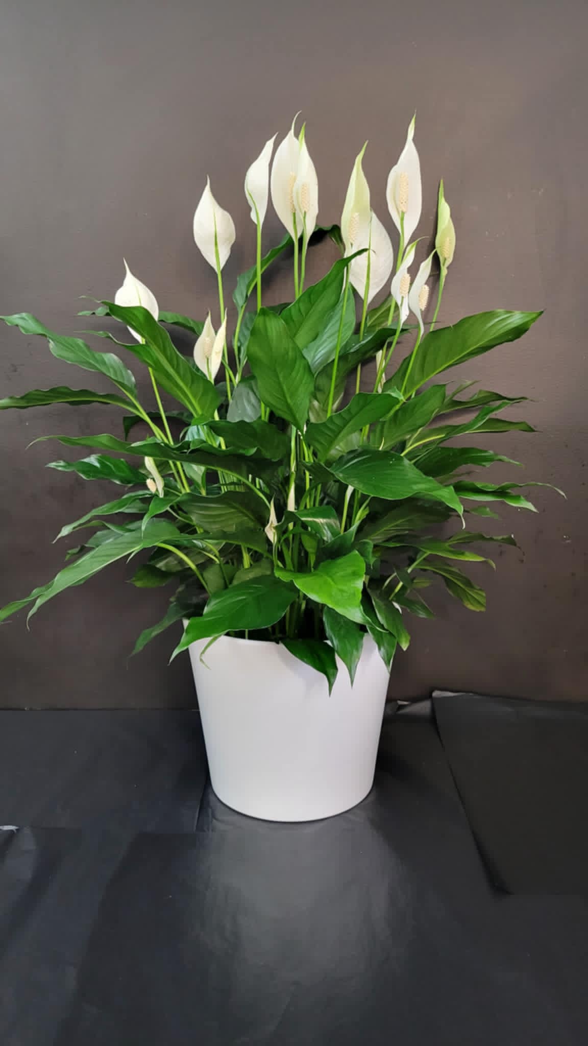 Peace Lily – Flowers By Marvin, Picton ON