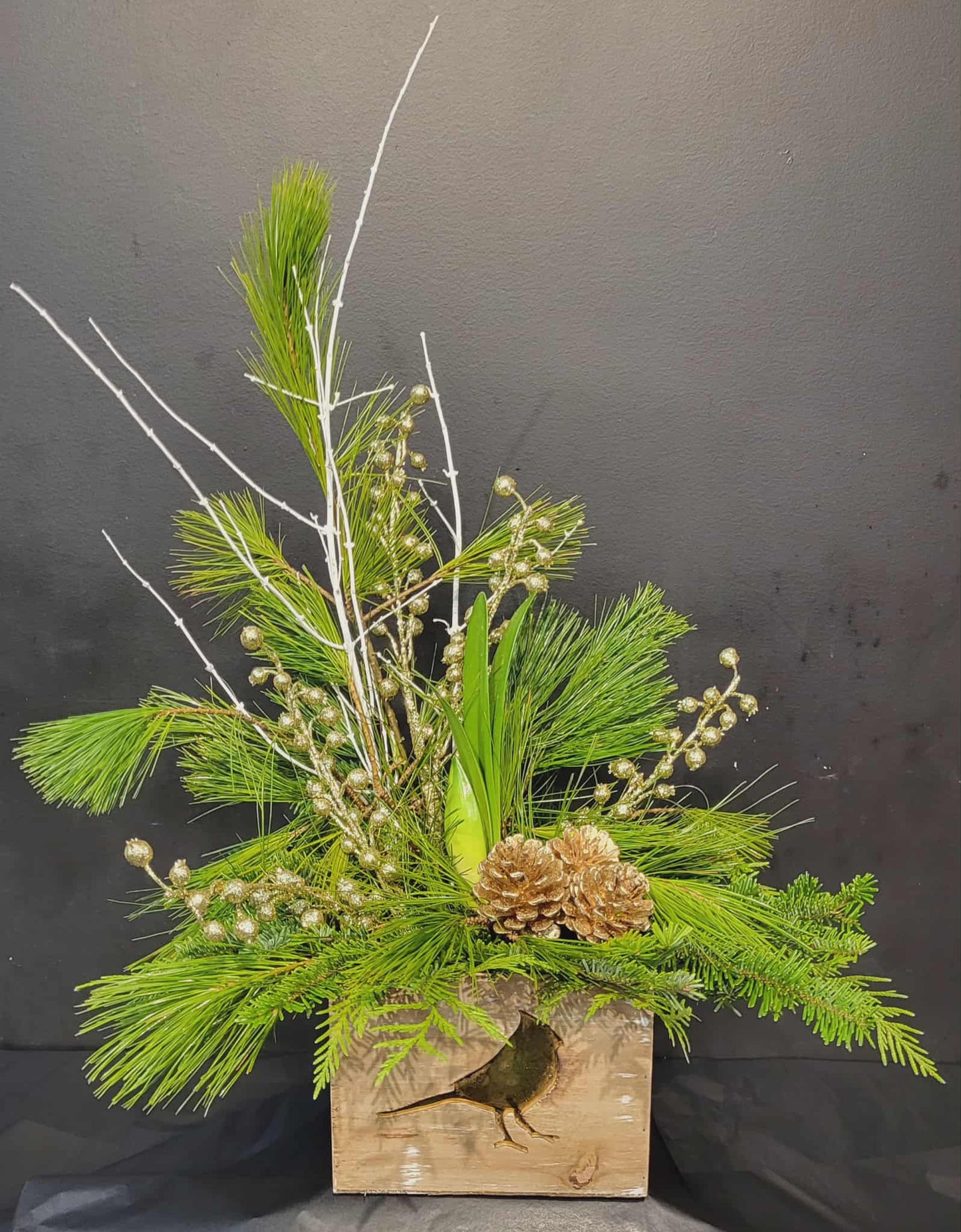 Touch of gold Amaryllis