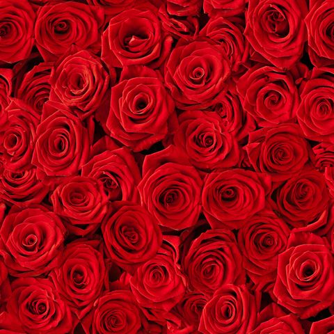 SUMMER SPECIAL, SAVE $25! – Flowers By Marvin, Picton ON