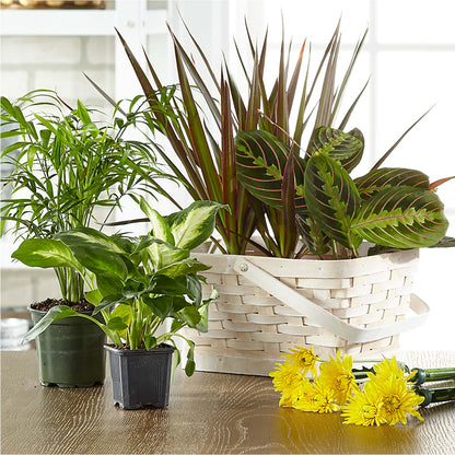 Florist Designed Blooming and Green Plants in a Basket –  Flowers By Marvin, Picton ON