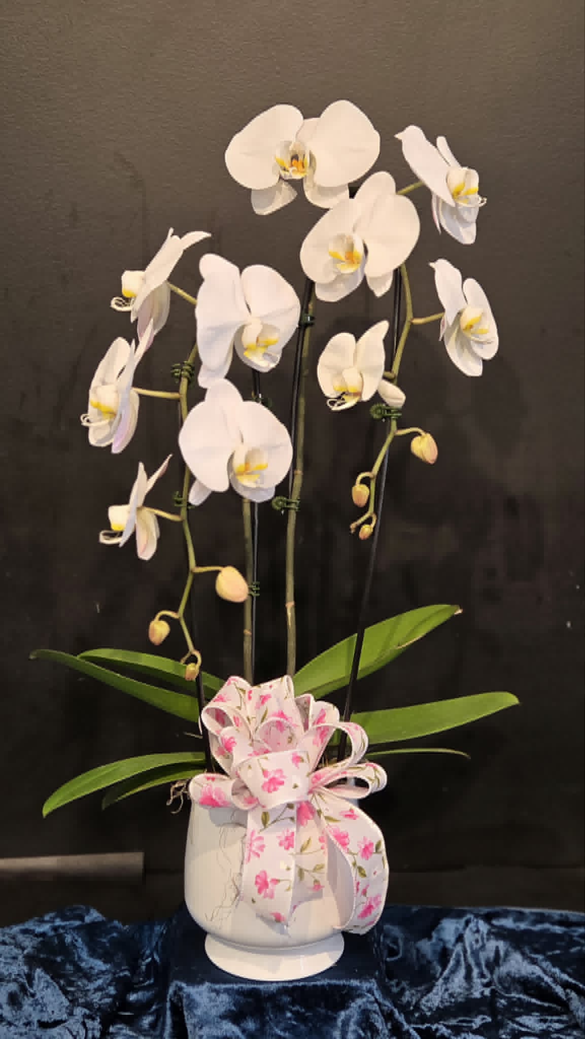 Double stem Phalaenopsis Orchid