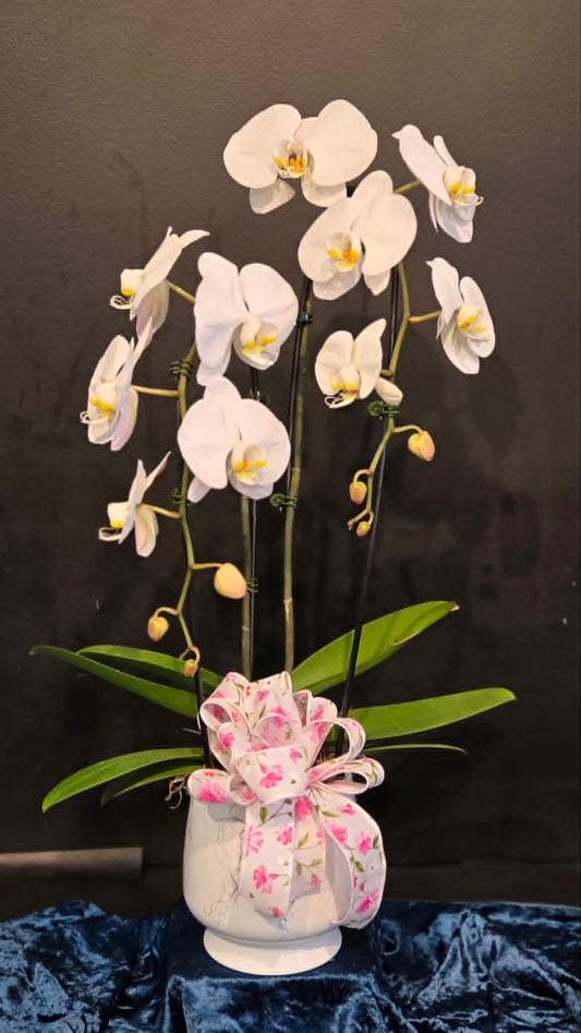 Double stem Phalaenopsis Orchid