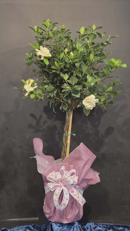 Gardenia Standard –  Flowers By Marvin, Picton ON