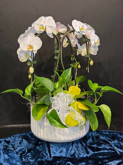 Orchid & Philodendren Garden –  Flowers By Marvin, Picton ON