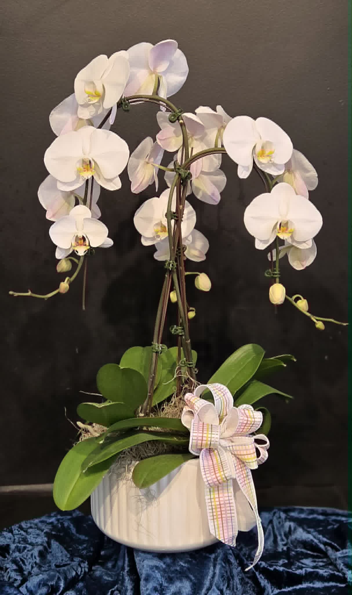Elegant Orchid