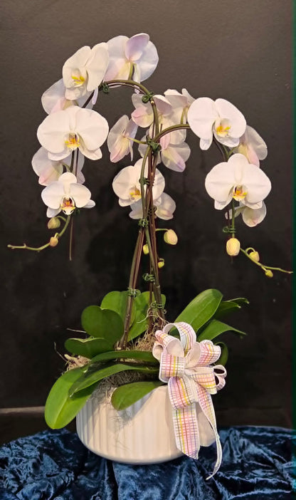 Elegant Orchid –  Flowers By Marvin, Picton ON