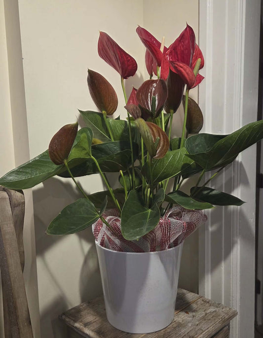 Festive Anthurium