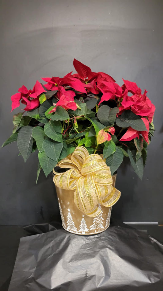 Premium Poinsettia