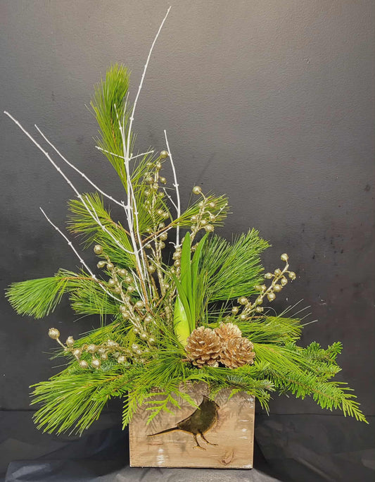 Touch of gold Amaryllis