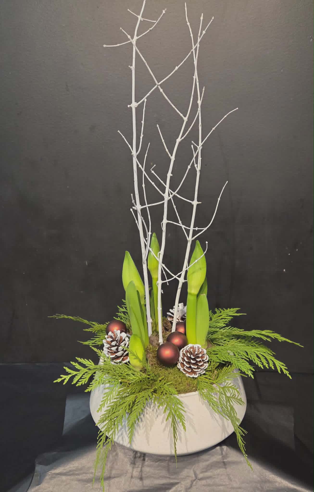 Winter Elegance Amaryllis